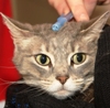 Maddie's Shelter Medicine Conference at UF
